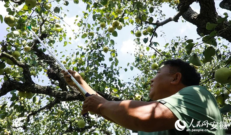 魏尊朋在梨園裡忙著採摘酥梨。人民網記者 陶濤攝