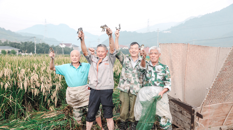 稻蛙豐收節。青山湖街道