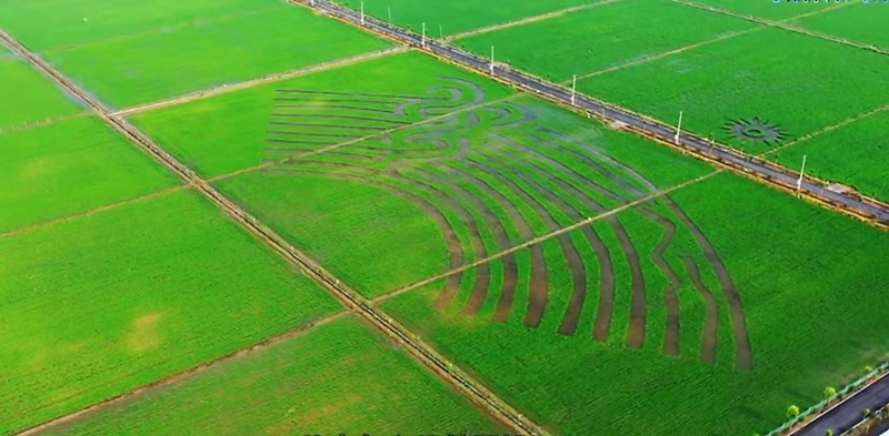 在杭州市钱塘区河庄街道稻鸭共生基地，田野里水稻长势喜人