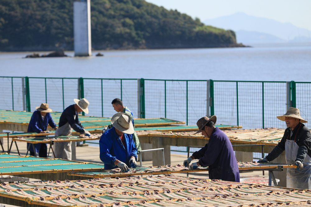 晒魚工人將清理好的鰻魚平鋪在晒網上。梅山街道供圖