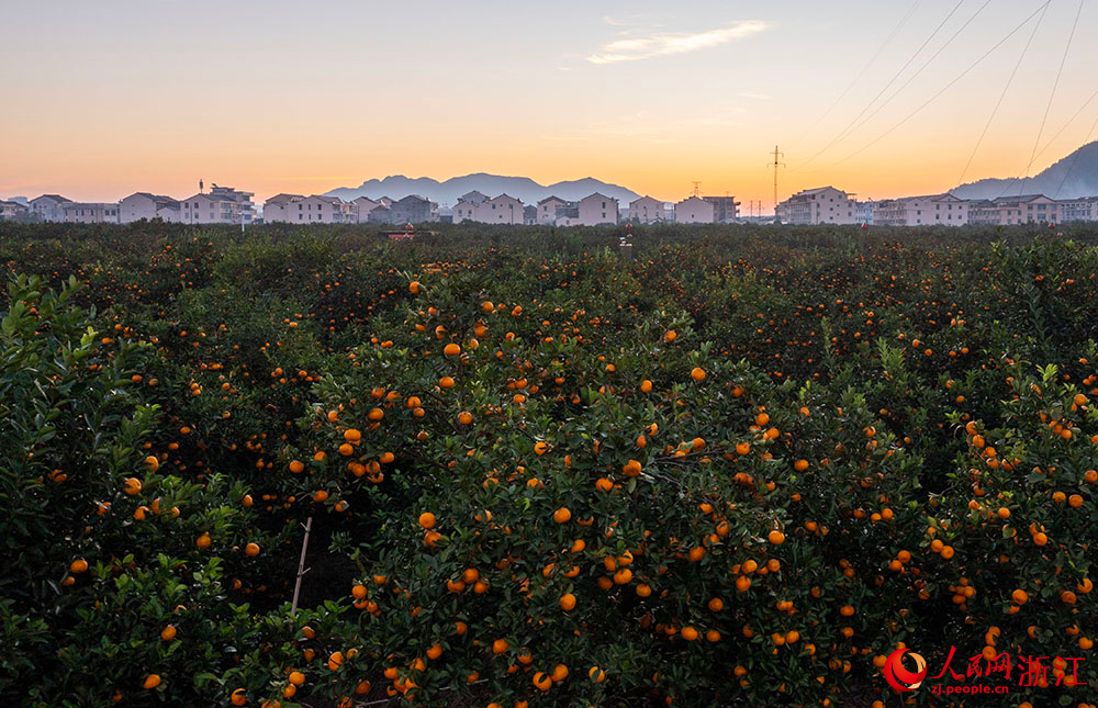 近日，在台州市黄岩区柑橘博览园，金灿灿的橘子挂满枝头，与民房、田野相互映衬，呈现出一派丰收景象。人民网 章勇涛摄