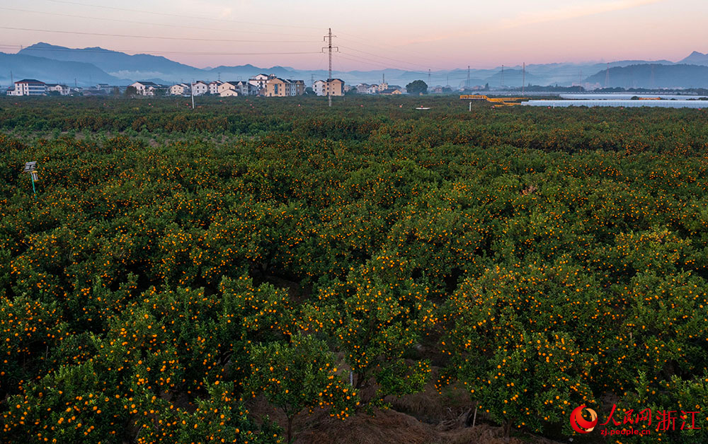 近日，在台州市黄岩区柑橘博览园，金灿灿的橘子挂满枝头，与民房、田野相互映衬，呈现出一派丰收景象。人民网 章勇涛摄