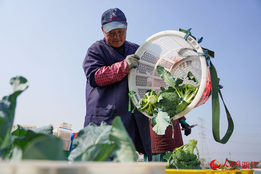 11月23日，在浙江省余姚市小曹娥镇，菜农在田间来回穿梭，忙着将西蓝花采摘、装筐，处处洋溢着丰收的喜悦。人民网 章勇涛摄