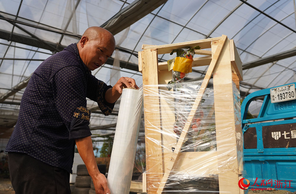 在浙江省余姚市小曹娥镇一共富工坊，工人在对老鸦柿进行打包。人民网 章勇涛摄