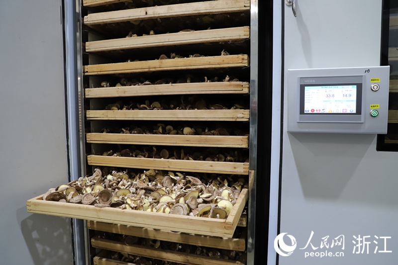 在庆元县菌博生物科技有限公司的生产车间，工人们利用自动化设备对香菇进行烘干。人民网 方彭依梦摄