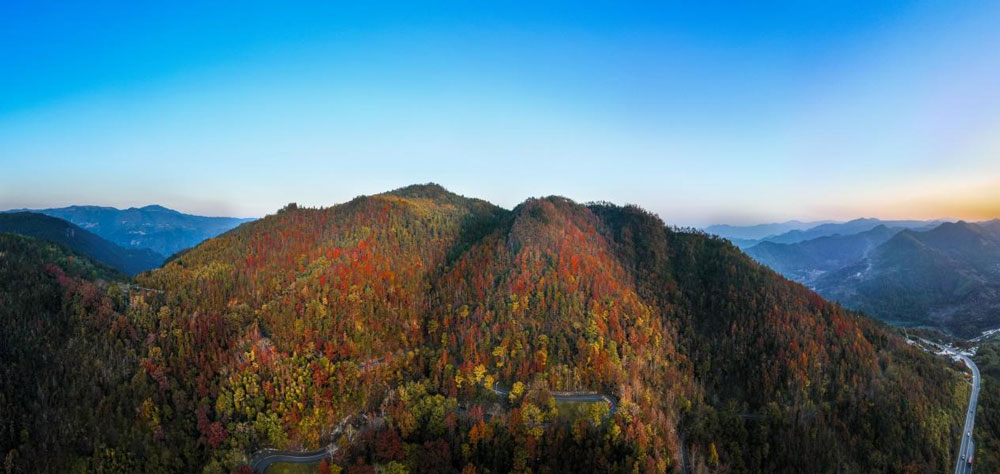 近日，溫州市文成縣五十二嶺附近的漫山紅楓遠遠望去宛如一幅油畫。朱偉攝