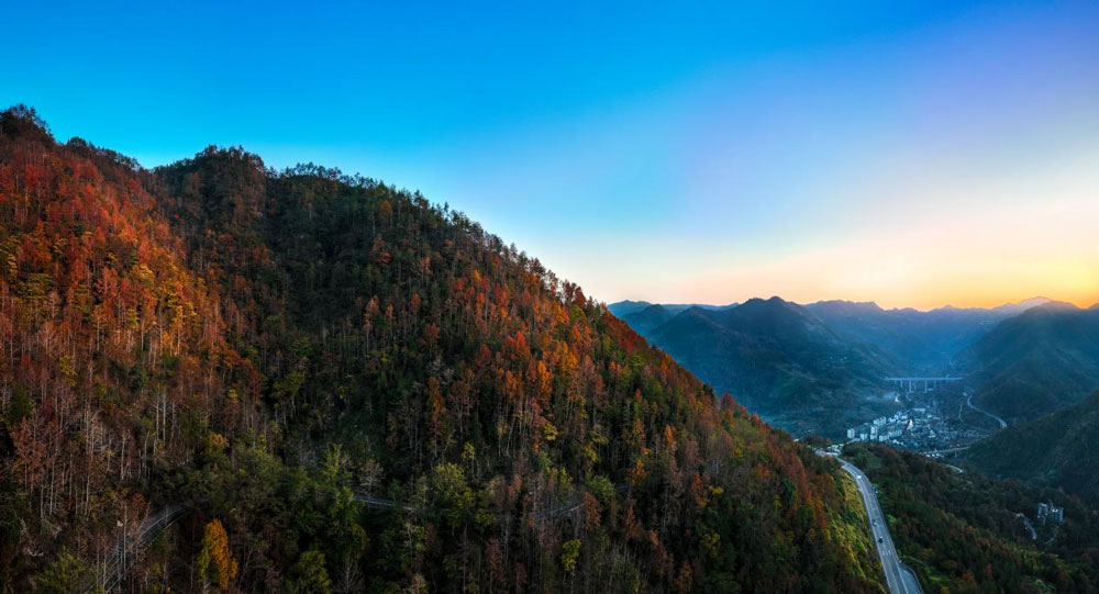 近日，溫州市文成縣五十二嶺附近的漫山紅楓遠遠望去宛如一幅油畫。朱偉攝