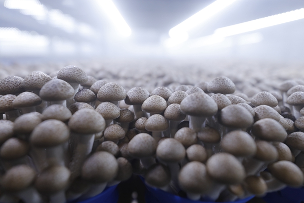在菌菇生育室，每種菌菇都有適合自己生長的溫度、濕度、光照。裴成攝