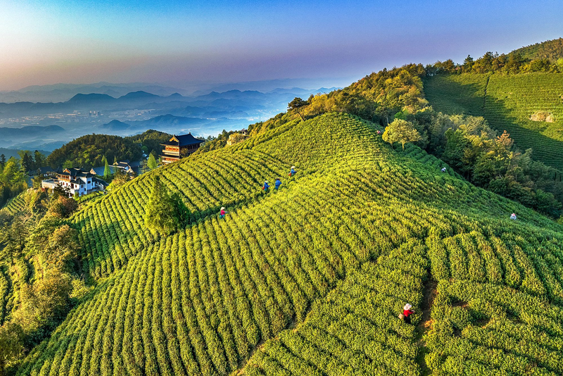 茶农采摘茶叶