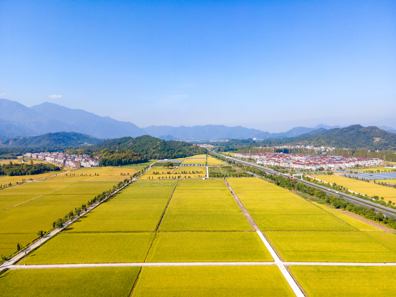 金黄稻海在大地上泛起阵阵涟漪。