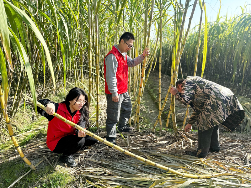 “香溢”志愿者在帮助蔗农砍收甘蔗。邬玲玲摄