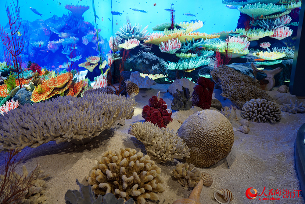 台州市天台县平桥镇张思村里的海洋生物博物馆，让身处乡村的孩子们也能探索海洋世界的奥秘。人民网 章勇涛摄