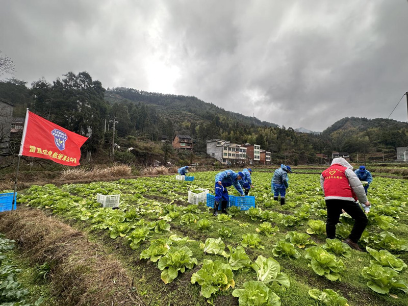 志愿者帮助农户抢收蔬菜