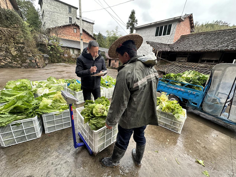 属地政府帮助蔬菜种植户销售抢收的蔬菜