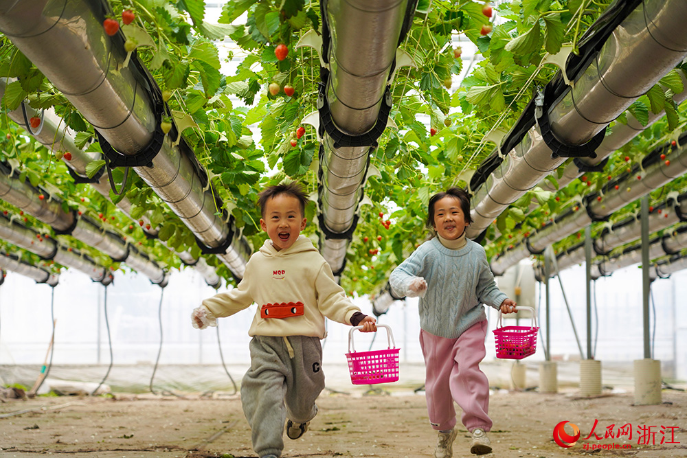 在浙江省台州市黄岩区北洋镇“空中”草莓园里，小朋友们在采摘草莓。人民网 章勇涛摄