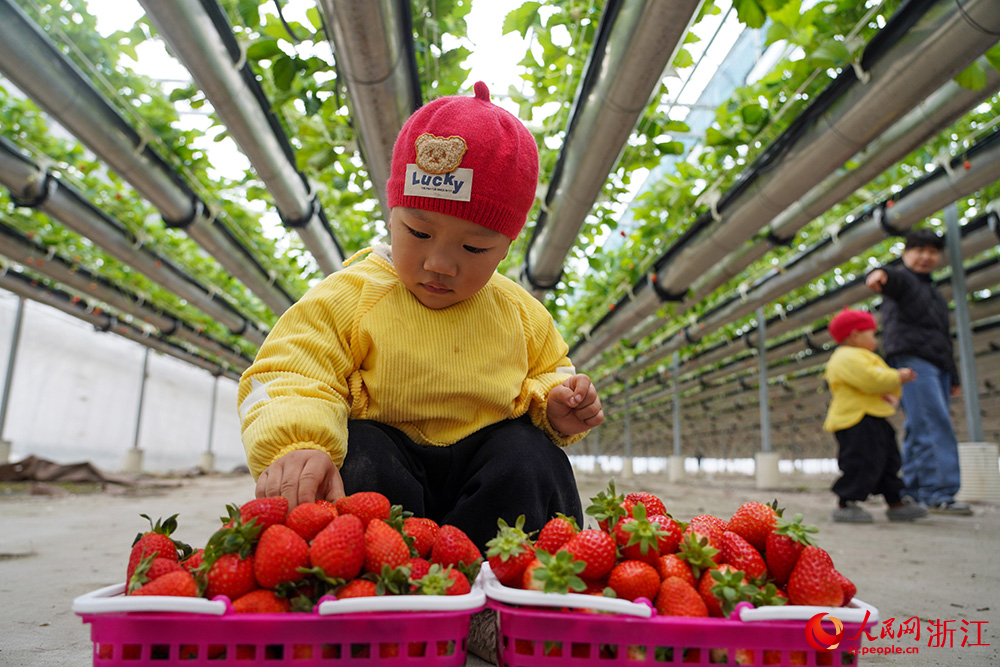 在浙江省台州市黃岩區北洋鎮“空中”草莓園裡，小朋友們在採摘草莓。人民網 章勇濤攝