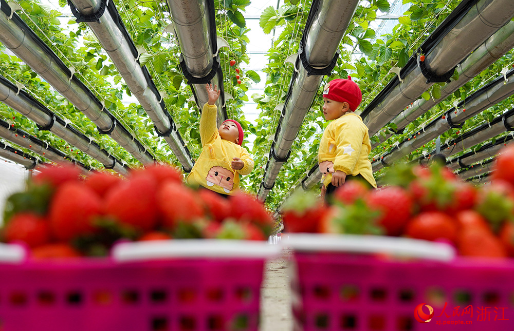 在浙江省台州市黄岩区北洋镇“空中”草莓园里，小朋友们在采摘草莓。人民网 章勇涛摄
