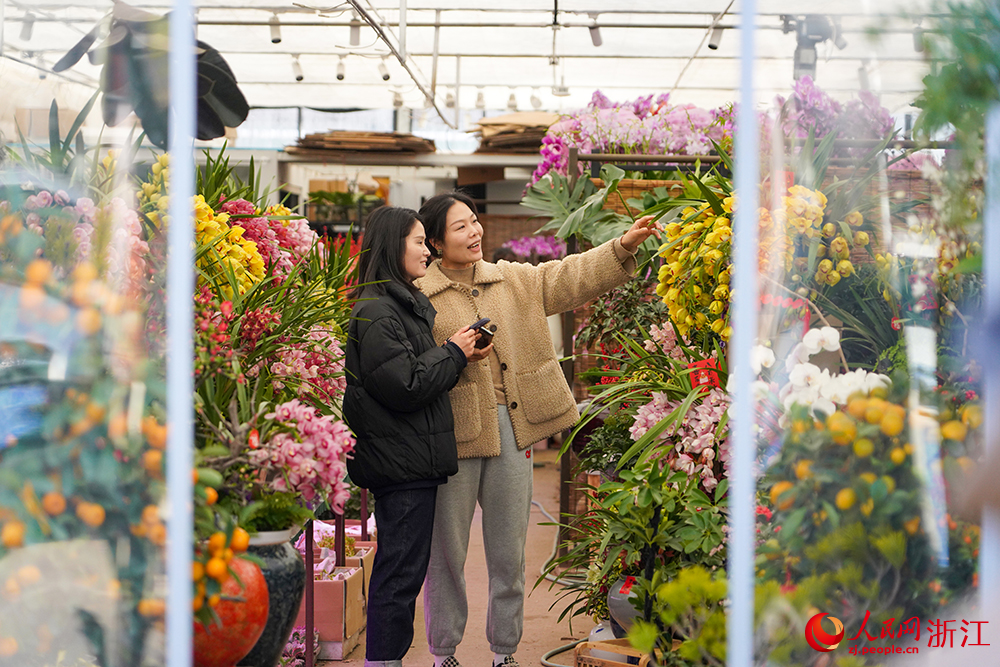 近日，市民在杭州市拱墅區石橋街道楊家花卉世界內選購年宵花。人民網 章勇濤攝