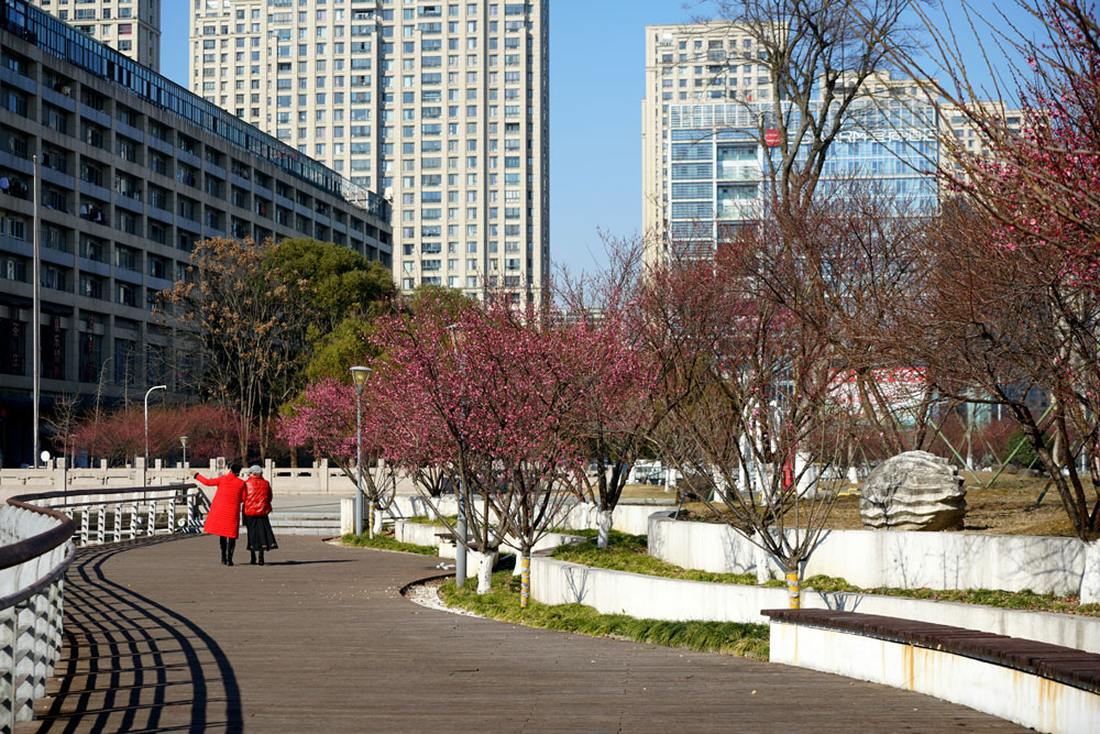 台州市路桥区路北街道蔡於泾河两岸的公园内，红梅竞相绽放。林汝秋摄
