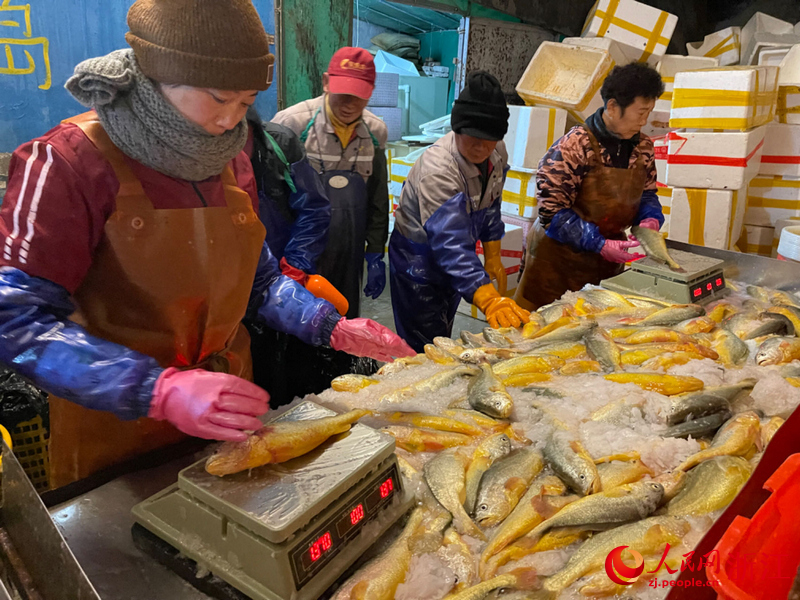 工作人員對剛捕撈上岸的大黃魚進行稱重。人民網記者 王麗瑋攝