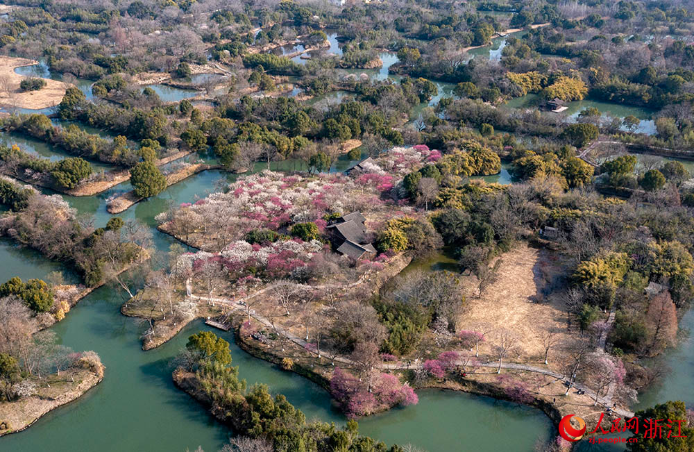 近日，杭州西溪国家湿地公园内梅花盛开。人民网 章勇涛摄