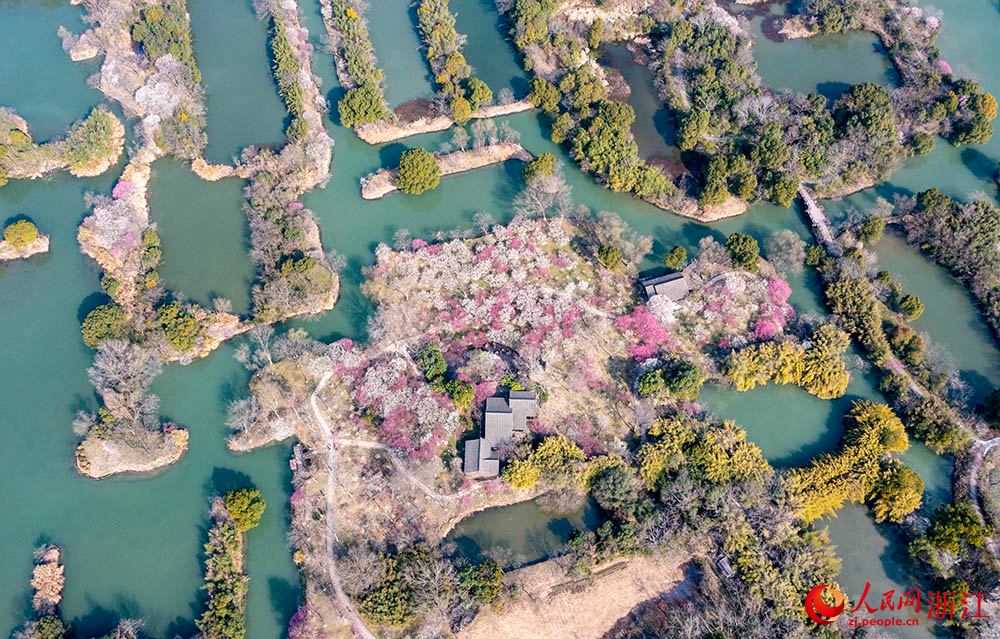 近日，杭州西溪国家湿地公园内梅花盛开。人民网 章勇涛摄