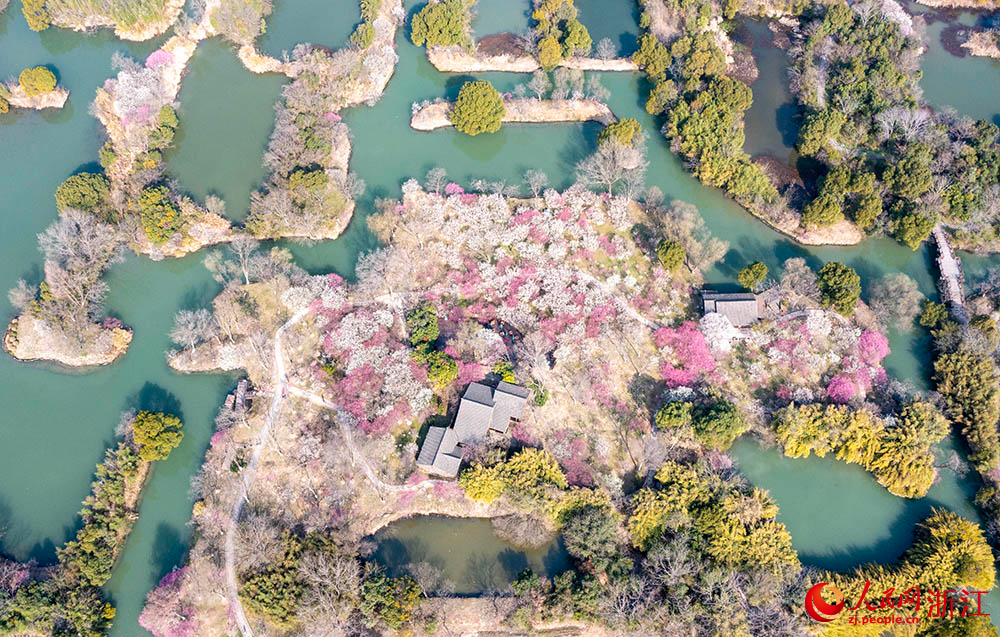 近日，杭州西溪國家濕地公園內梅花盛開。人民網 章勇濤攝