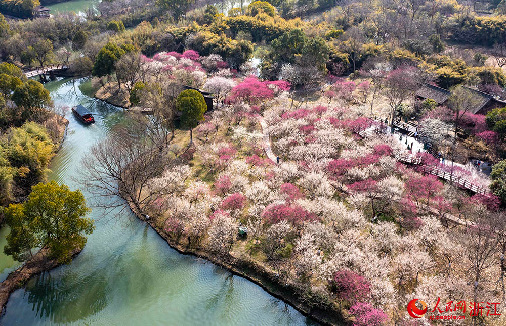 近日，杭州西溪國家濕地公園內梅花盛開。人民網 章勇濤攝