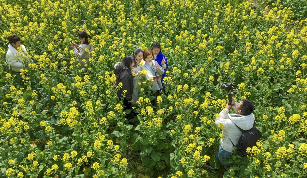 温州文成县玉壶镇龙一村的百亩油菜花竞相绽放，吸引游客前来打卡拍照。朱伟摄