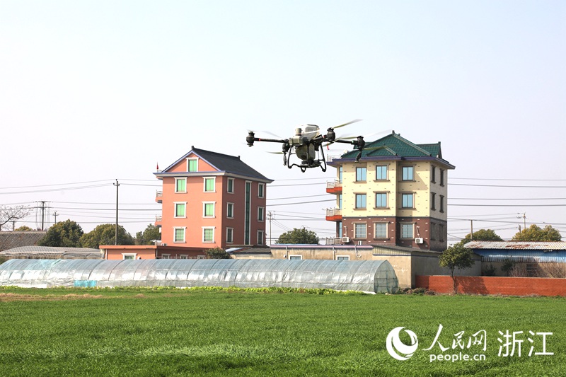 植保无人机正在农田上空施肥。人民网 方彭依梦摄