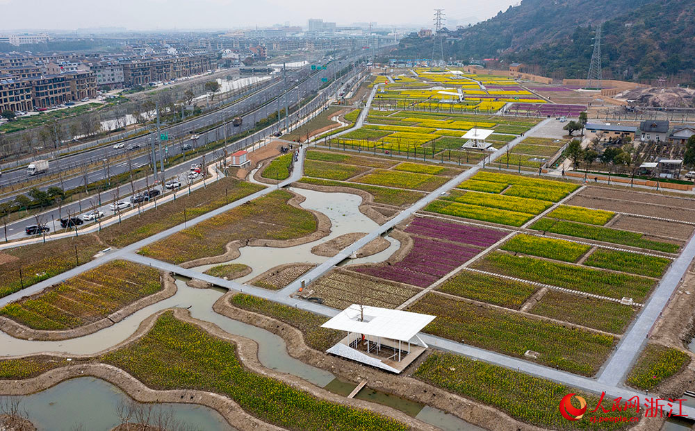 浙江省台州市黄岩区江口街道油菜花惊艳绽放，扮靓田园。人民网 章勇涛摄