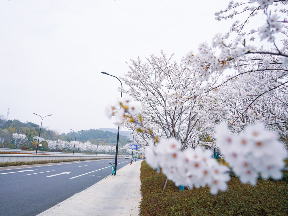 3月25日，在杭徽高速余杭入城口，道路两侧的樱花树已竞相开放。王黎娜摄