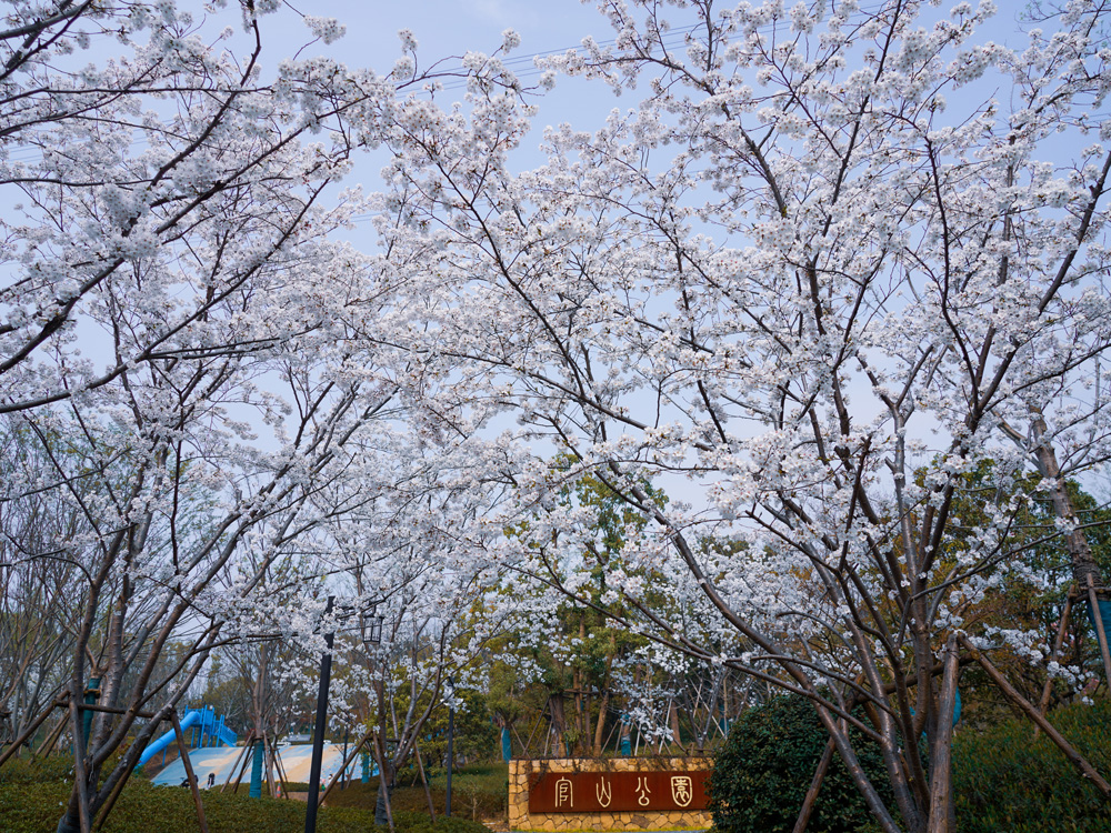 3月25日，官山公园的樱花已全面绽放，进入最佳观赏期。王黎娜摄