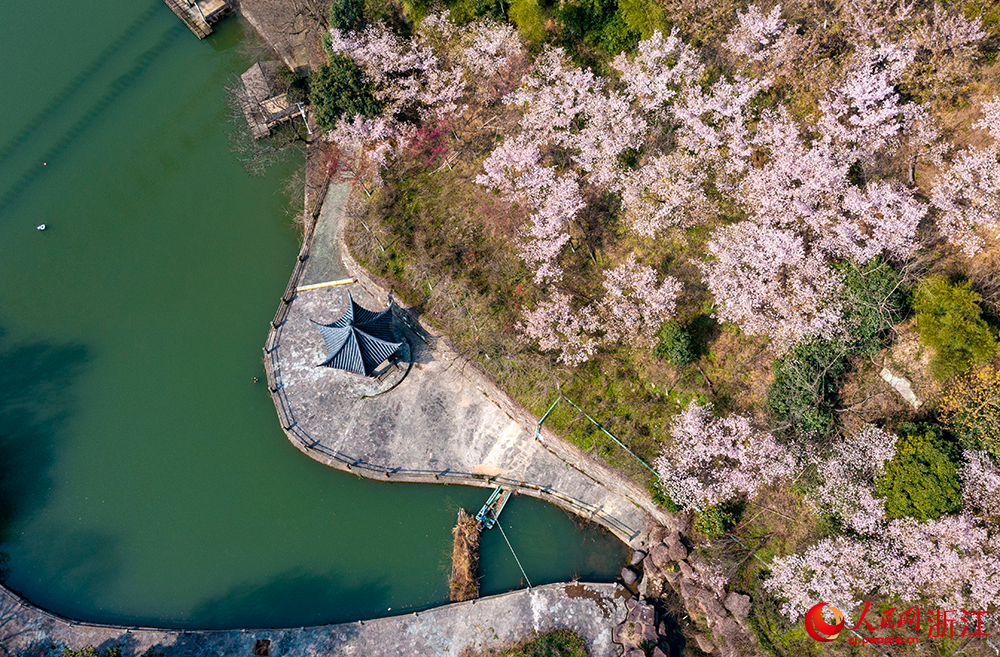 寧波市江北區慈城鎮綠野歡樂谷的櫻花連片綻放。人民網 章勇濤攝