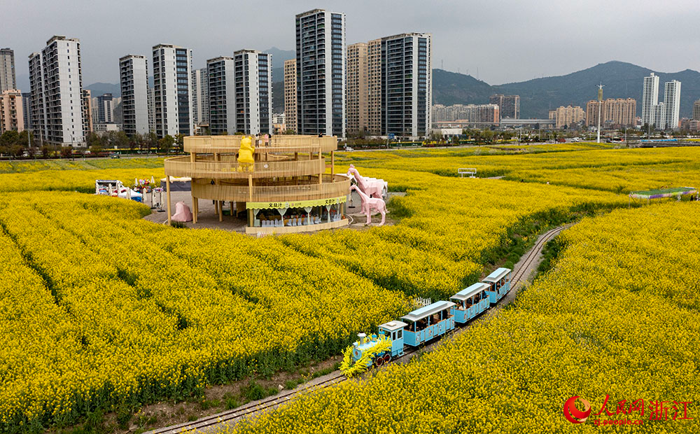 市民游客在浙江省樂清市現代都市田園綜合體乘坐小火車穿越油菜花海。人民網 章勇濤攝