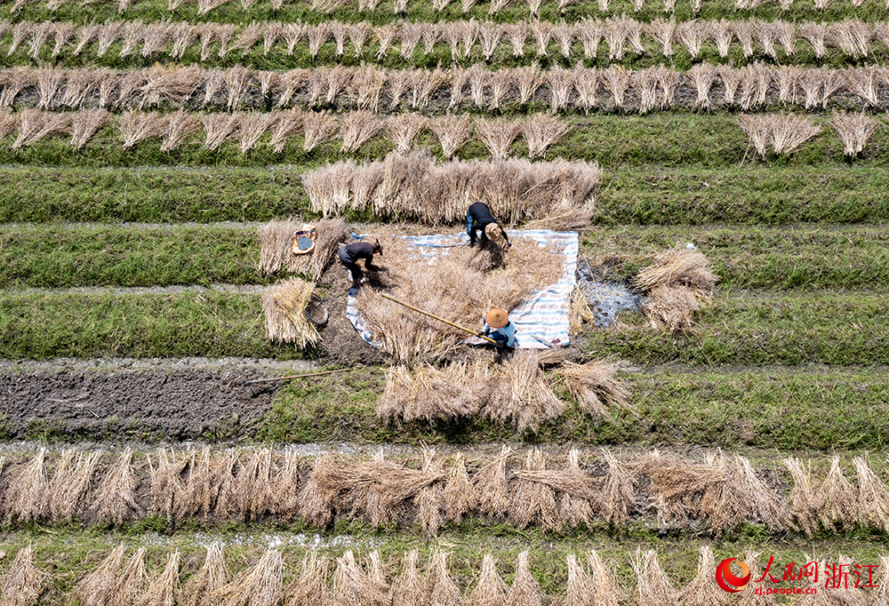 从空中俯瞰浙江省瑞安市曹村镇的万亩农田，村民在采收油菜籽。人民网 章勇涛摄