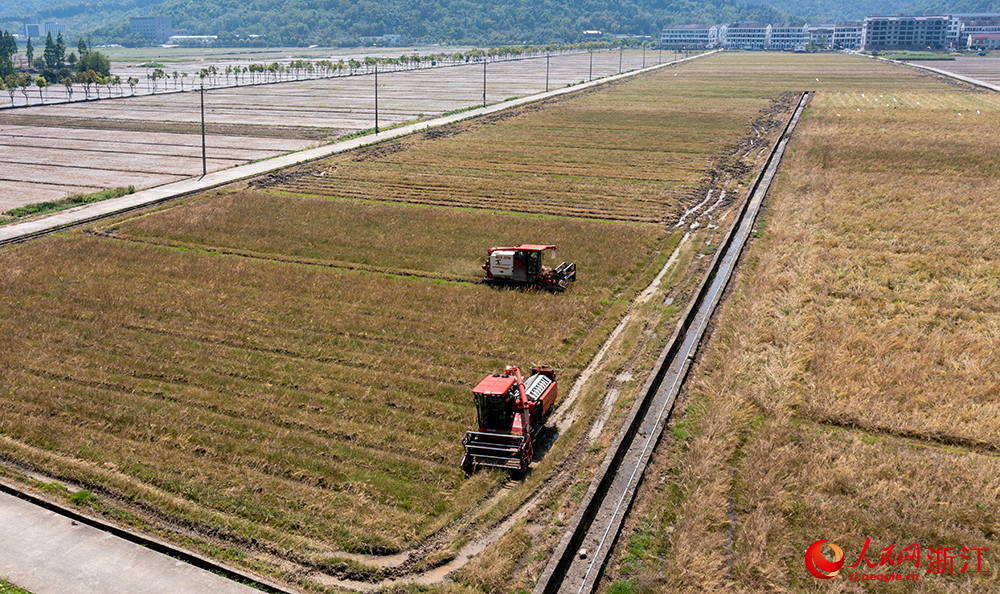 從空中俯瞰浙江省瑞安市曹村鎮的萬畝農田，農機手正駕駛收割機採收油菜籽。人民網  章勇濤攝