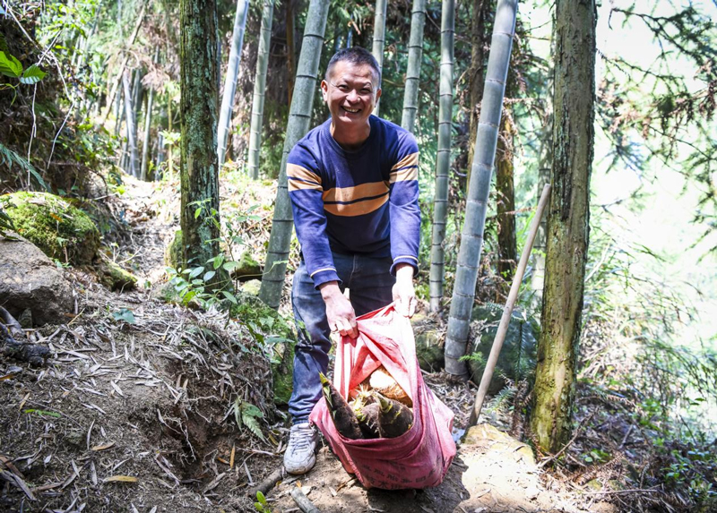 村民採挖竹筍。朱偉攝