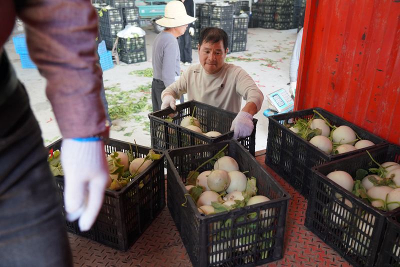 瓜農們運送甜瓜，搶鮮上市賣個好價錢。胡丹丹攝