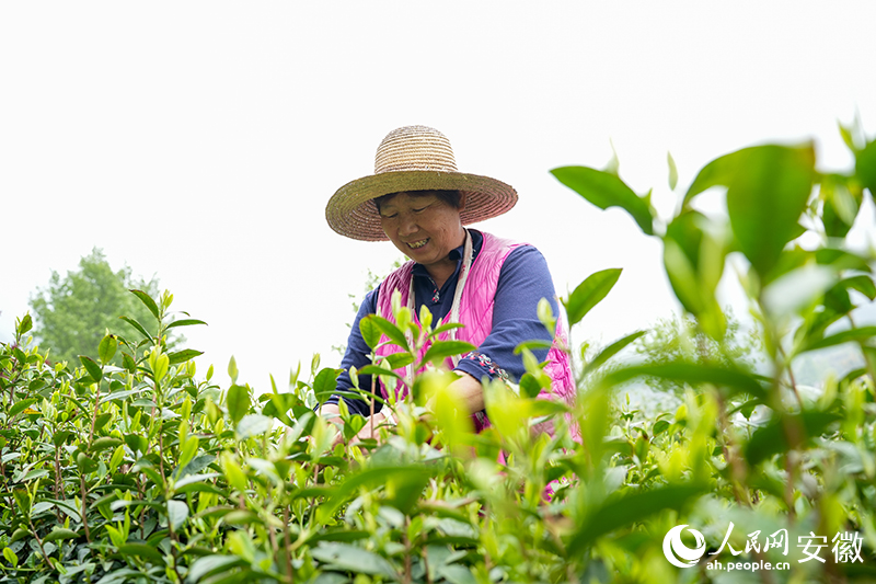 大灣村村民王景枝正在茶園裡採摘茶葉。人民網記者 王銳攝