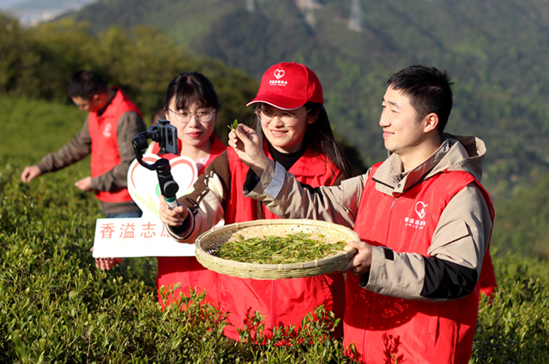 “香溢”志愿者帮助茶农采茶并现场直播销售。舟山市烟草专卖局供图