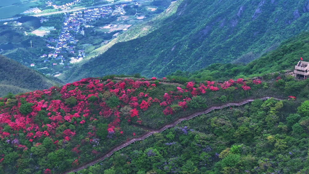 火红的杜鹃花在山间开得正盛。王黎娜摄