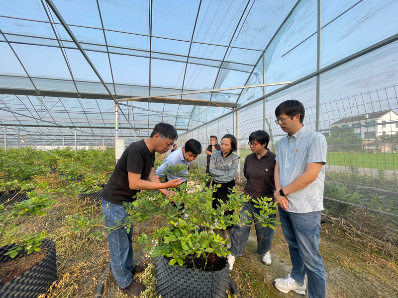 黨代表和“新農人”交流藍莓種植情況。新橋鎮供圖