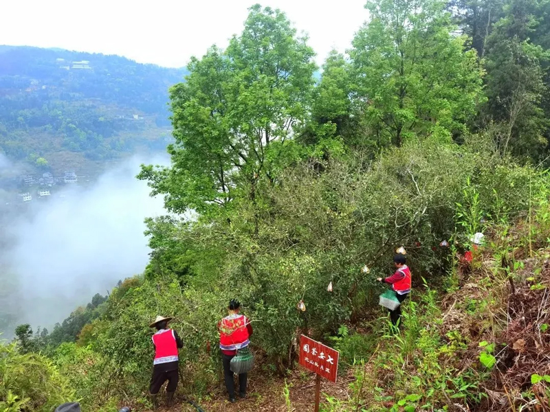 村民在茶園採摘茶葉。周山畬族鄉供圖