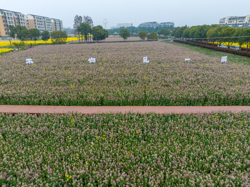 百亩油菜花田。海曙区委宣传部供图