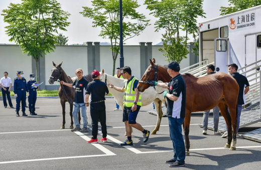 开启新篇章！杭州亚运会后首批境外马匹抵达桐庐