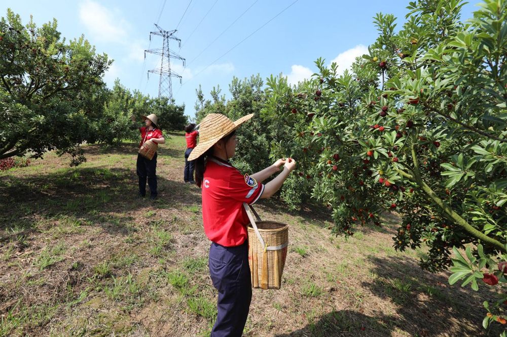 中國石化浙江石油志願者們在當地楊梅園區協助採摘楊梅。中國石化浙江石油供圖