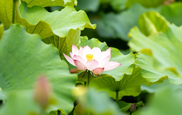 西溪·二十四節氣 | 夏至：荷語蟬鳴 盛夏光影