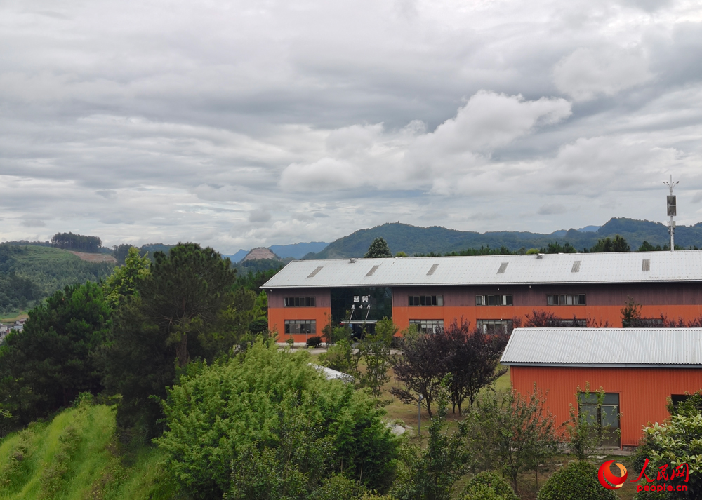 麻江蓝莓种植基地。人民网 刘欣蔚摄