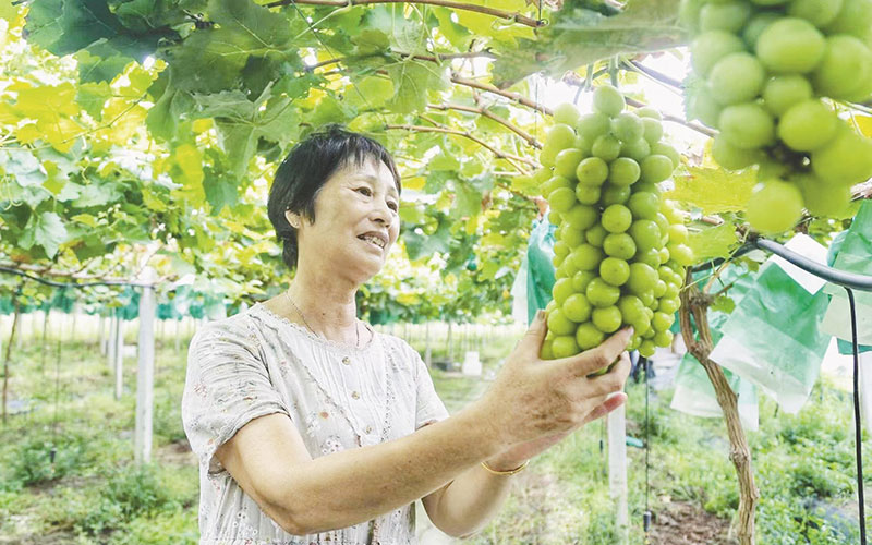 “阳光玫瑰”丰收 果农甜在心头